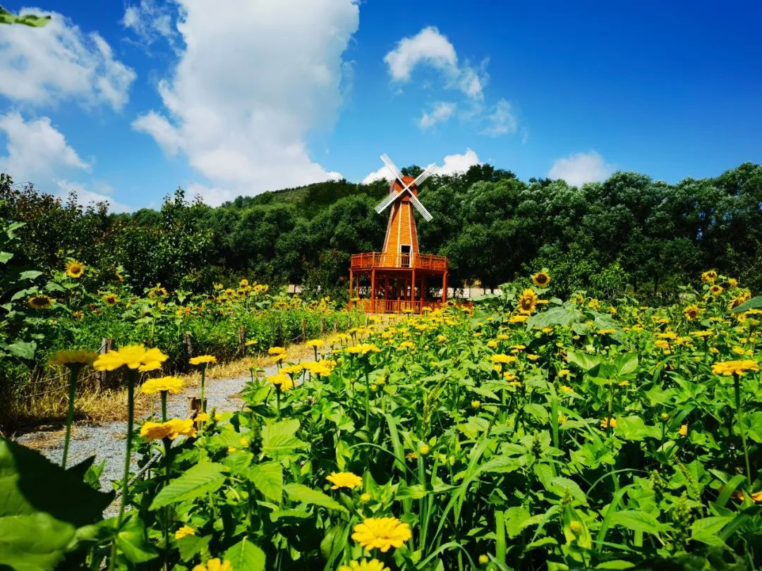 华亭避暑新玩法:开着卡丁车奔向花海的快乐谁懂啊
