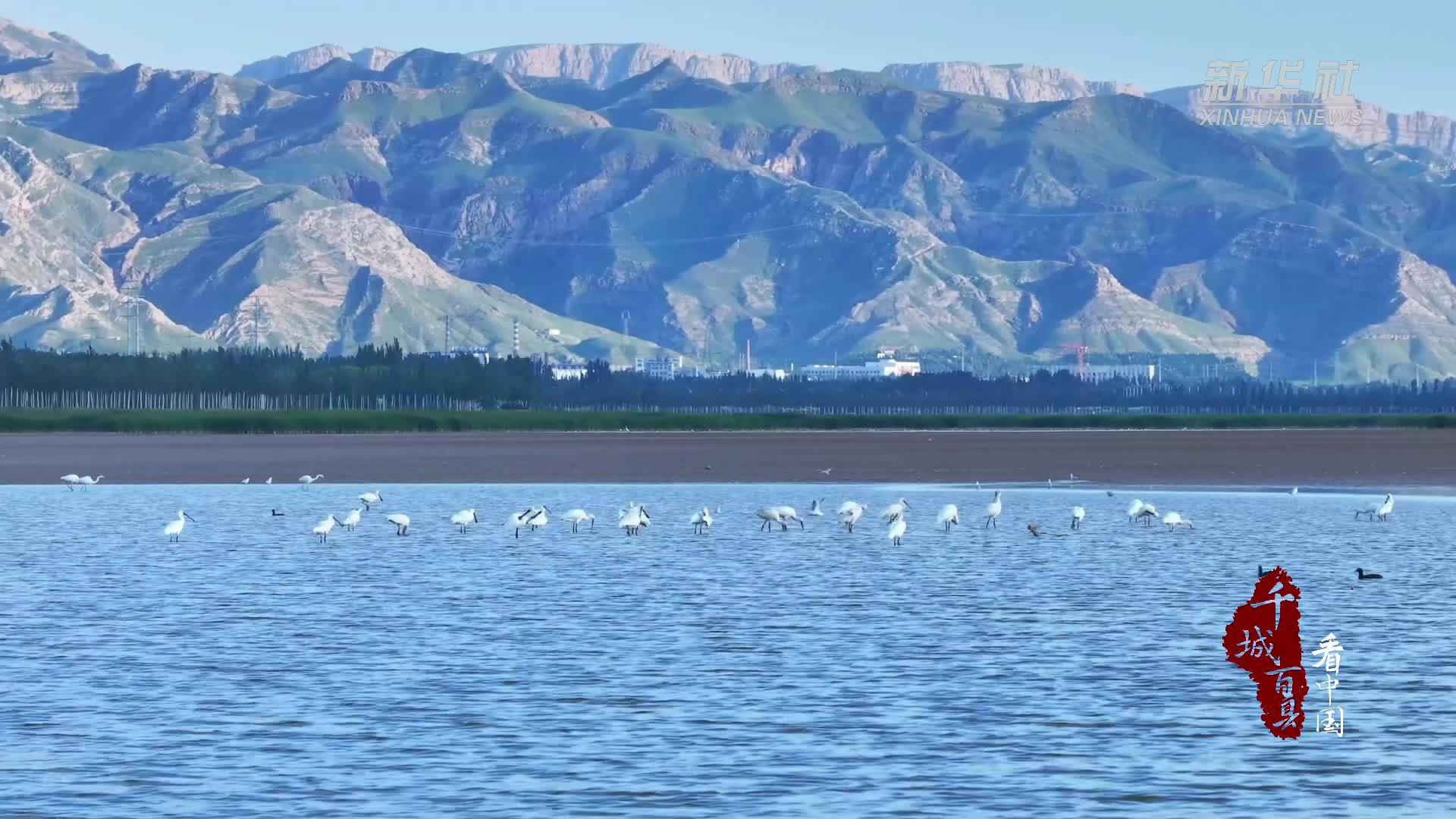 千城百县看中国｜内蒙古：白琵鹭数量刷新监测记录