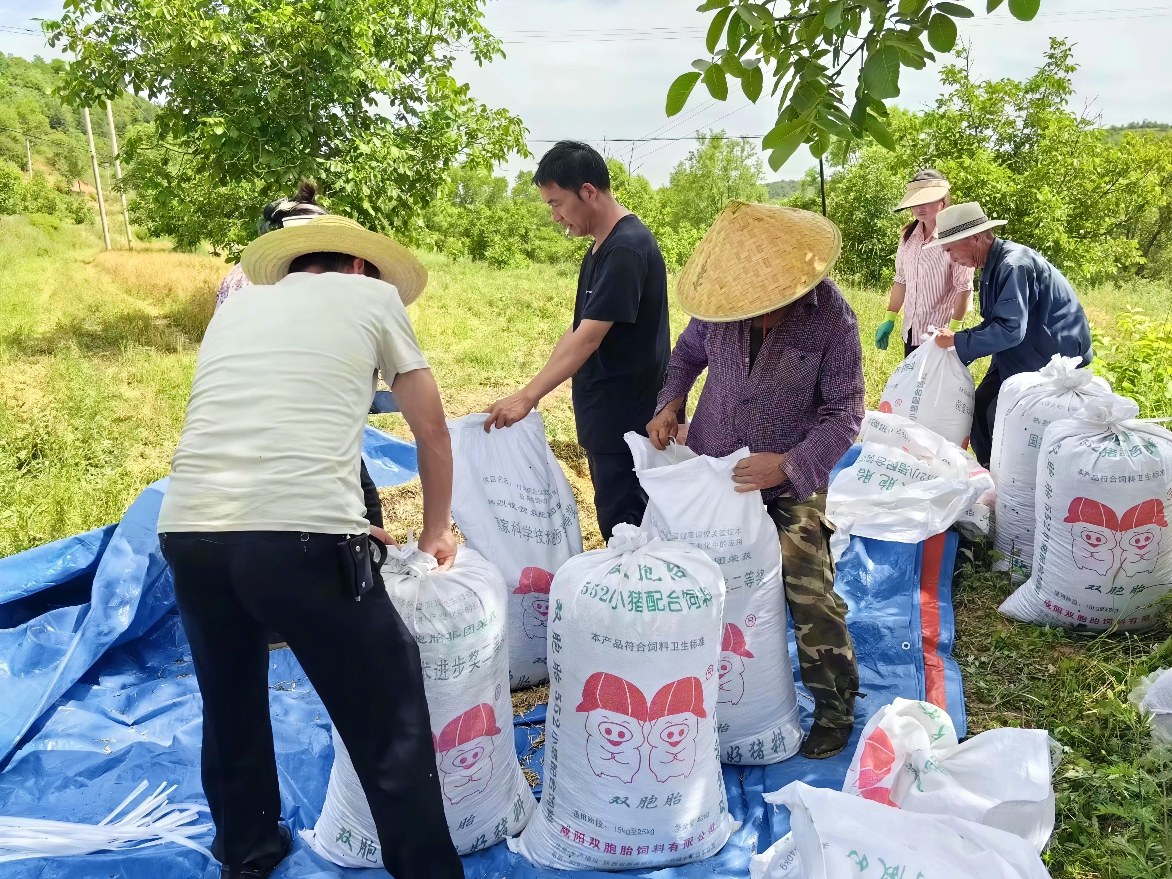 甘肃华亭花海变金仓 油菜颜值产值双丰收