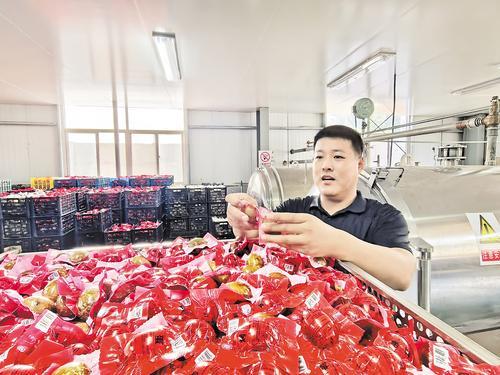 8月19日，衡水滨湖新区“盐河故道”烤鸭蛋生产车间里，王铁证对即将“出海”的烤鸭蛋进行抽查。本报记者 邢云摄