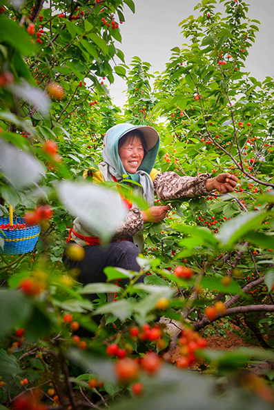 青岛乡里乡亲|樱桃好吃树难栽,悉心守护四十载杨玉梓:为了老树的那一串红果