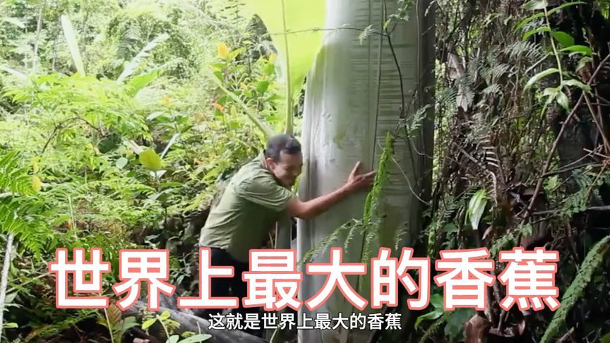 世界上最大的香蕉，一根香蕉要4个人合力才能吃完
