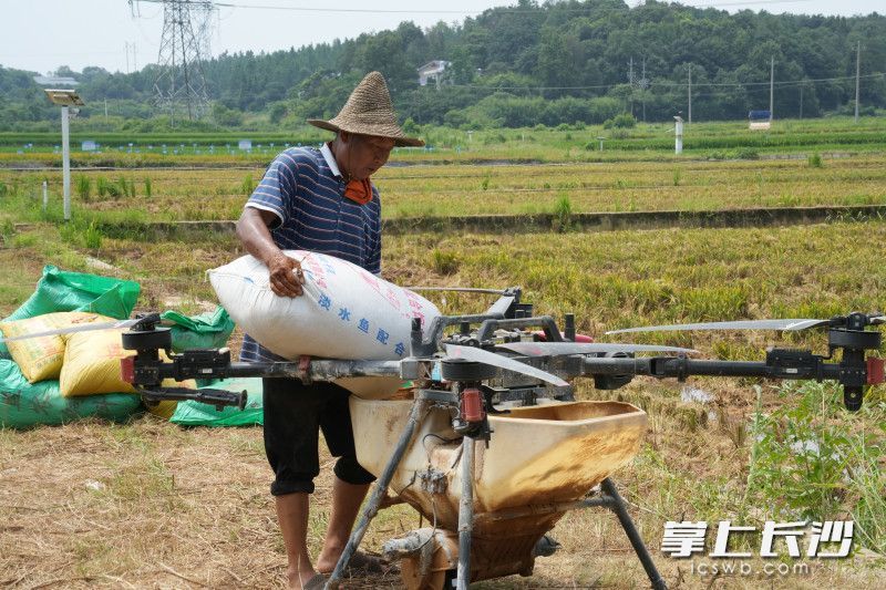 “双抢”期间，在长沙县龙王庙村，农户正往植保无人机内投入肥料。长沙晚报全媒体记者 祝林灿 摄