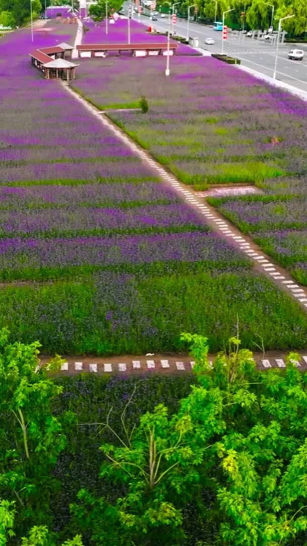 千城胜景｜吉林东辽：马鞭草花开正艳