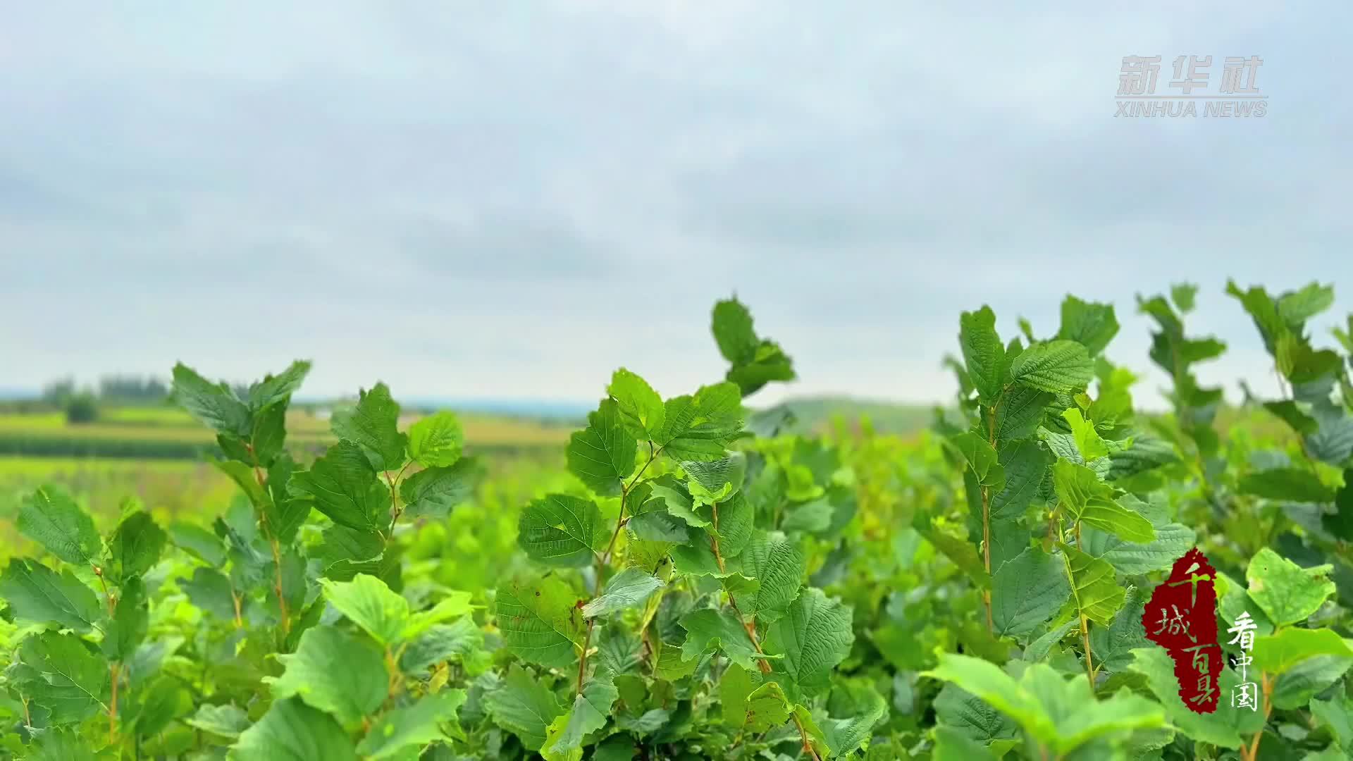 千城百县看中国｜内蒙古：榛香致富映笑颜