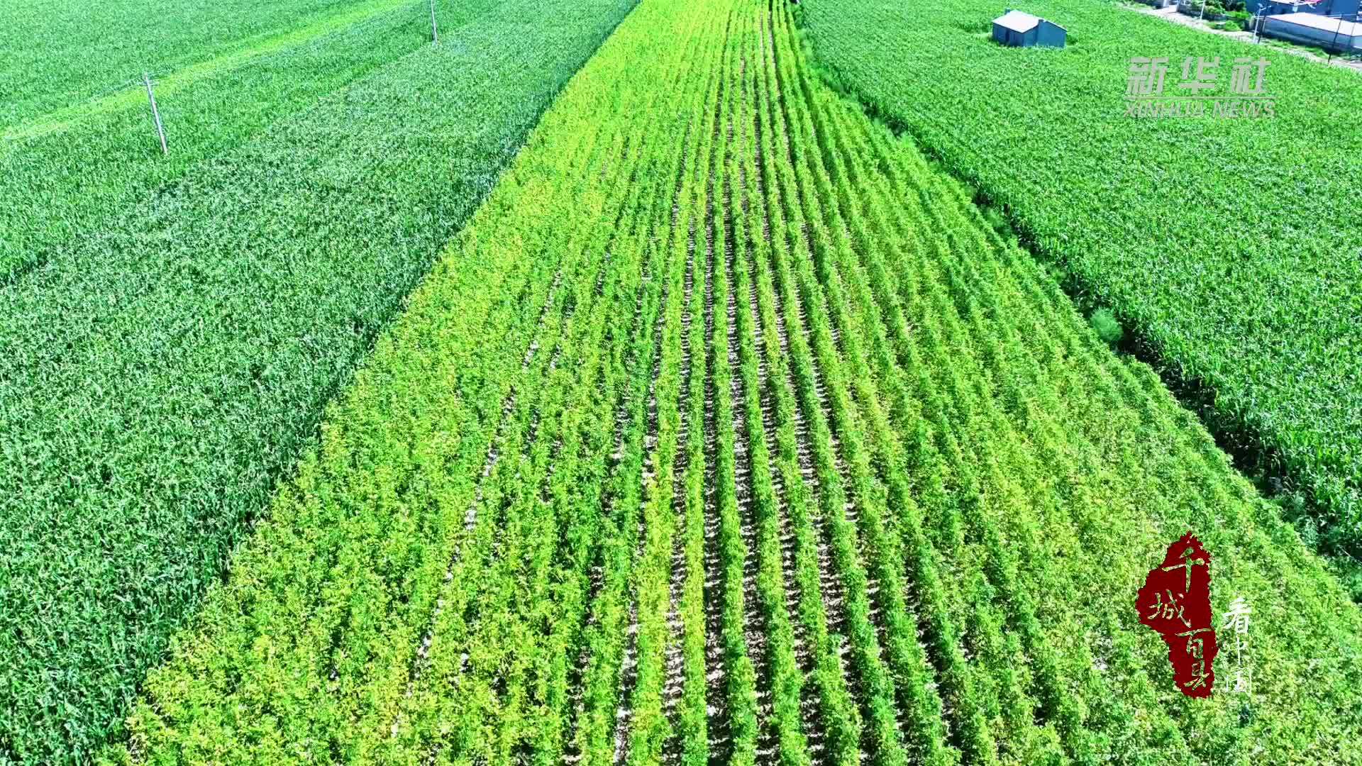 千城百县看中国｜内蒙古：指尖“特色苗”田间“增收宝”