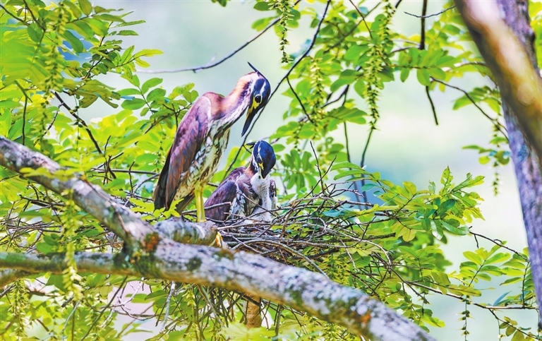 6月5日，武寧縣宋溪鎮伊山村，一只海南虎斑鳽親鳥在給雛鳥喂食，另一只親鳥守護在身旁。