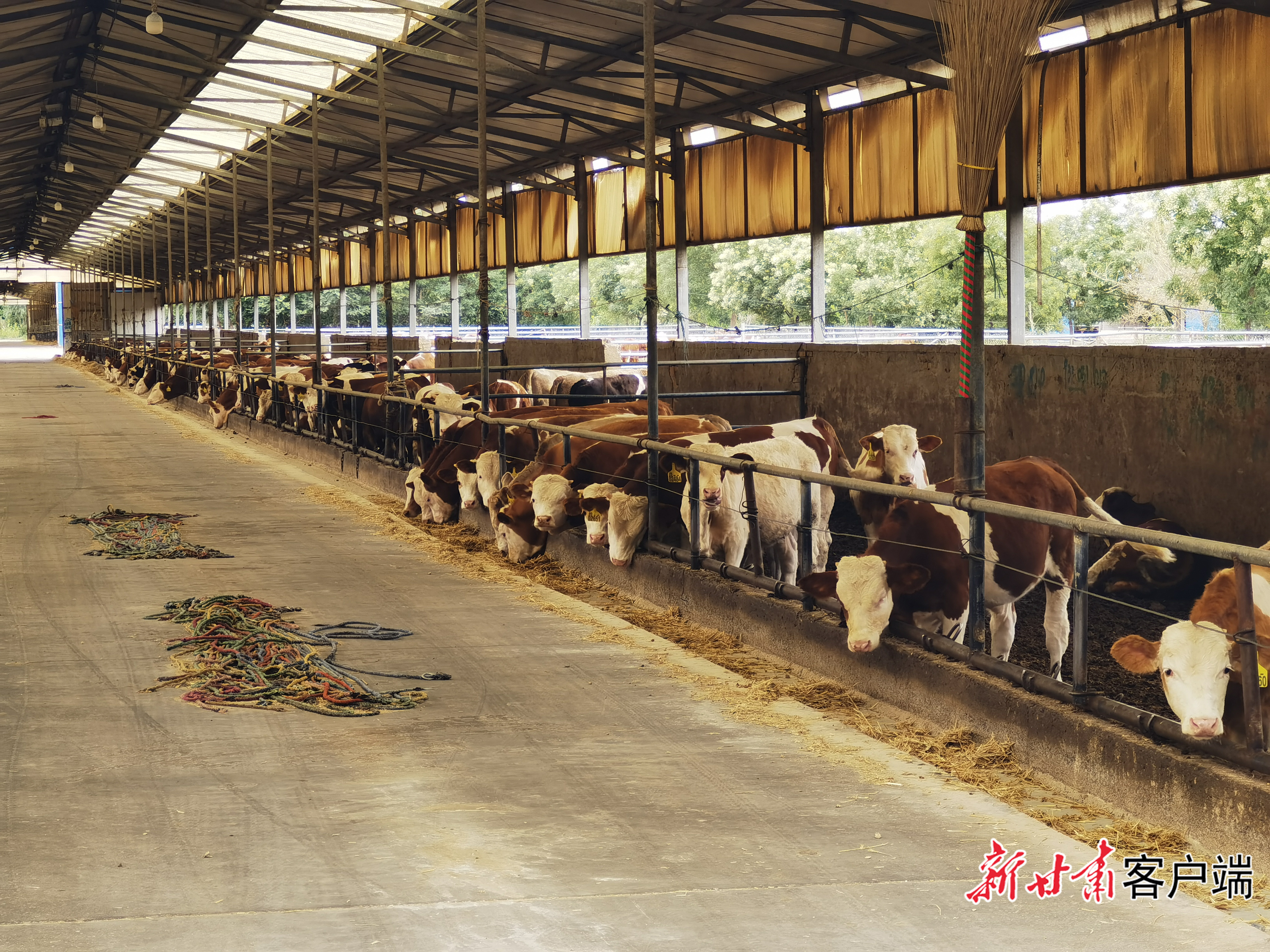 牛儿正在悠闲地吃草