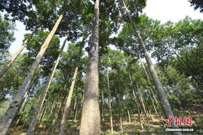 大径材培育基地。广东省林业局 供图