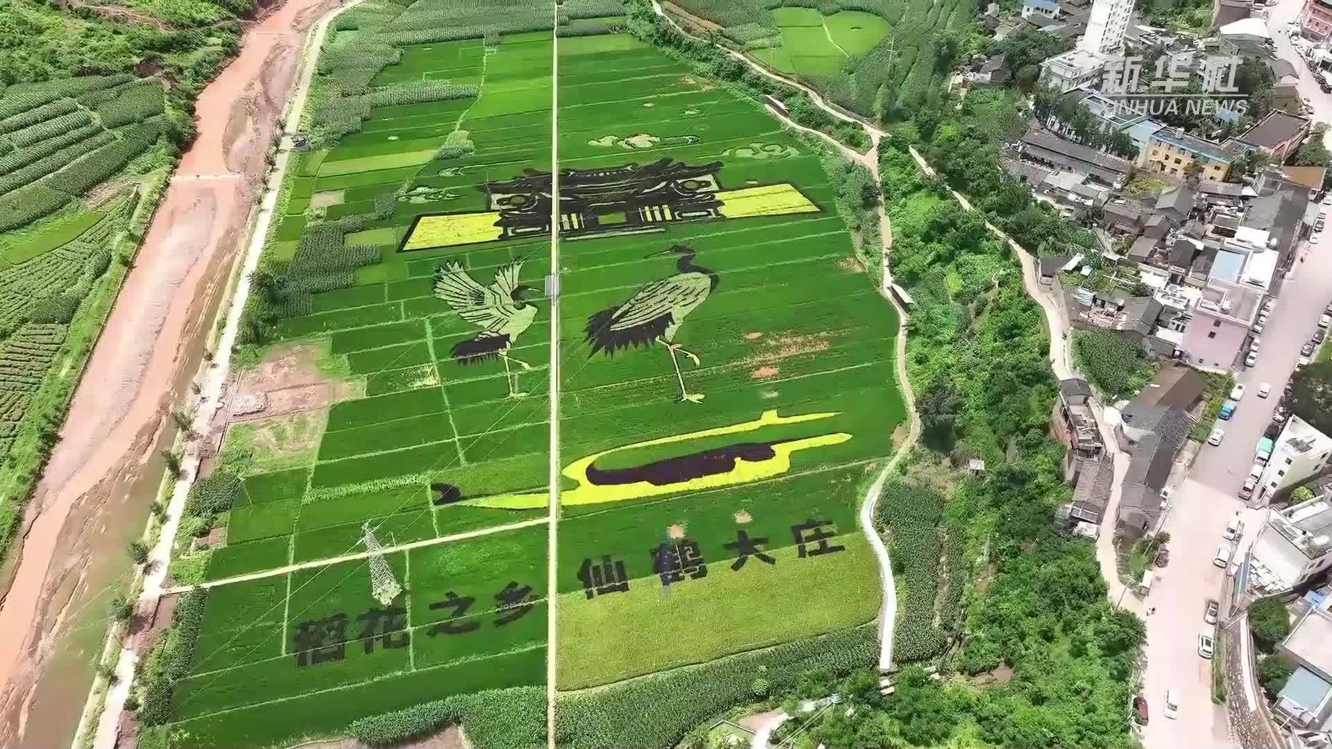 云南双柏：稻田养鱼增收致富