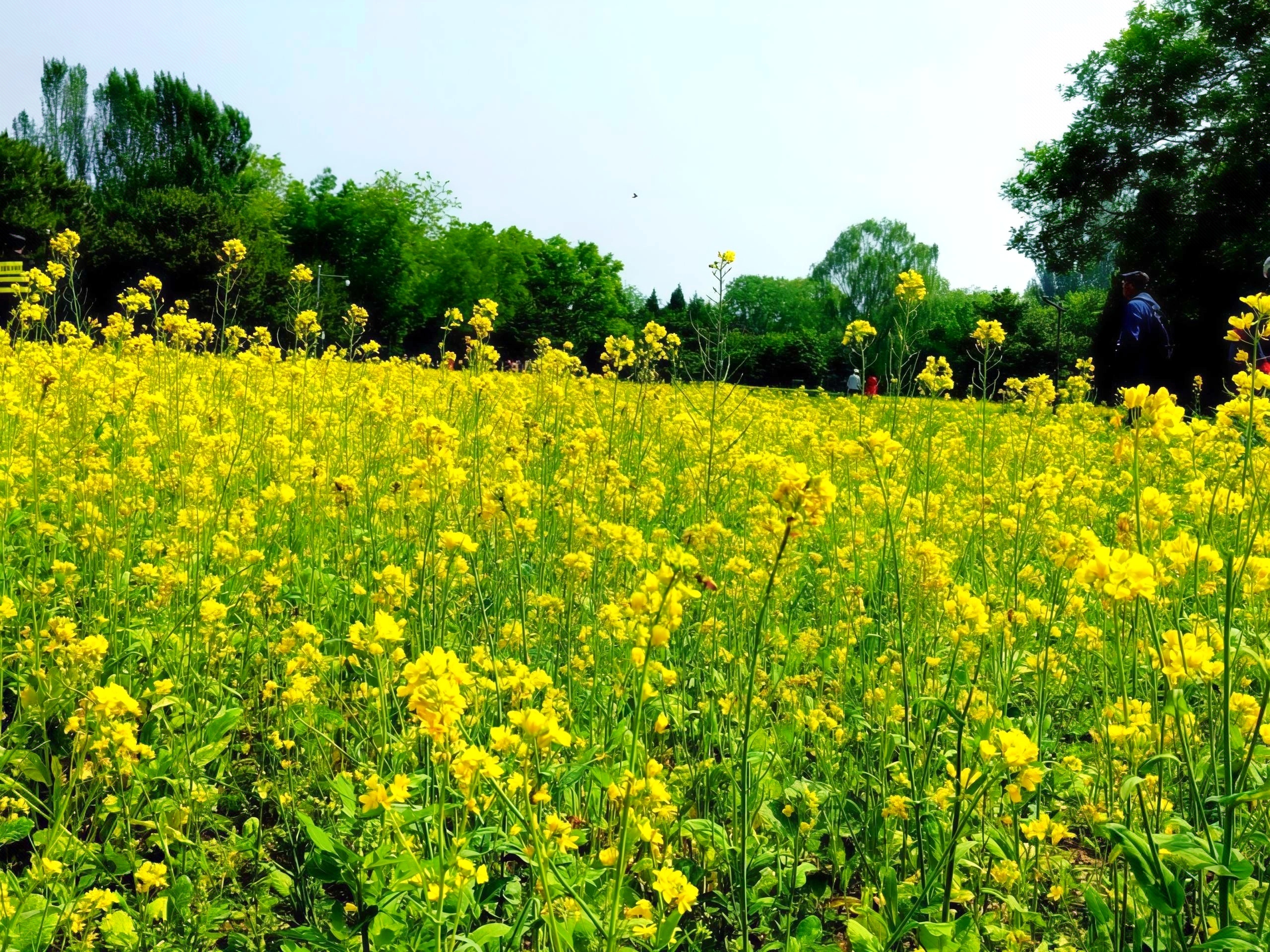 甘肃华亭花海变金仓 油菜颜值产值双丰收