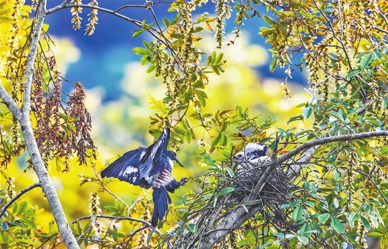 7月4日，武寧縣宋溪鎮伊山村，黑冠鵑隼親鳥叼著昆蟲剛靠近鳥巢，雛鳥急切的尖鳴聲便響徹林間。