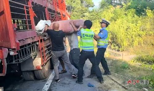 民警将生猪转运