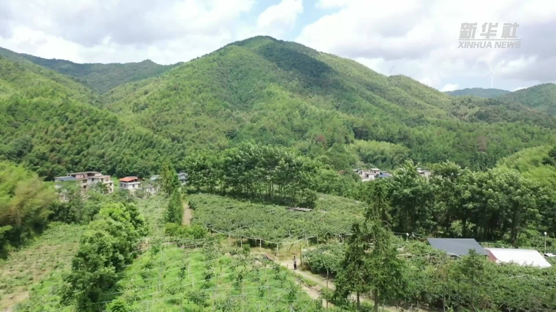 江西赣州：“枝头果”成“致富果”