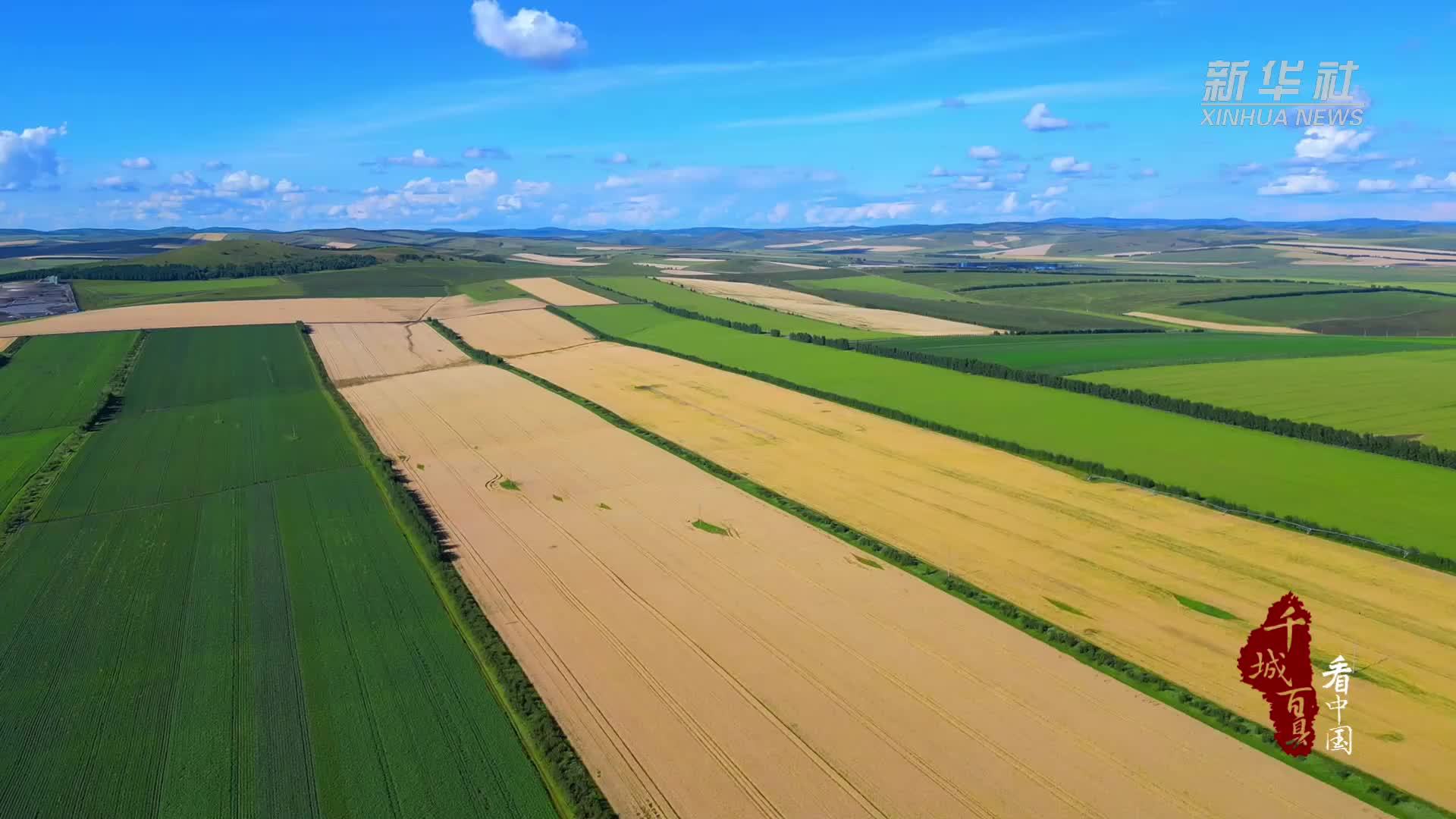 千城百县看中国｜内蒙古：初秋牙克石 金黄印麦梢