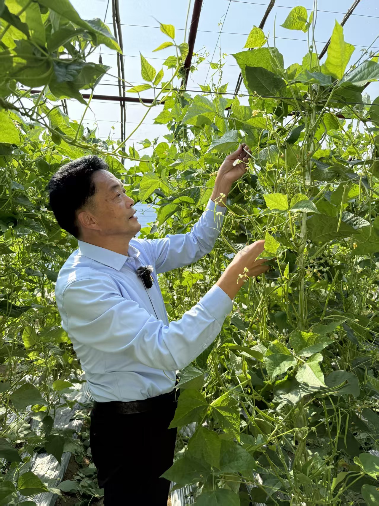 青岛乡里乡亲|扎根田野三十载 用脚步丈量土地 王伦世:农技大师的科技兴农之路