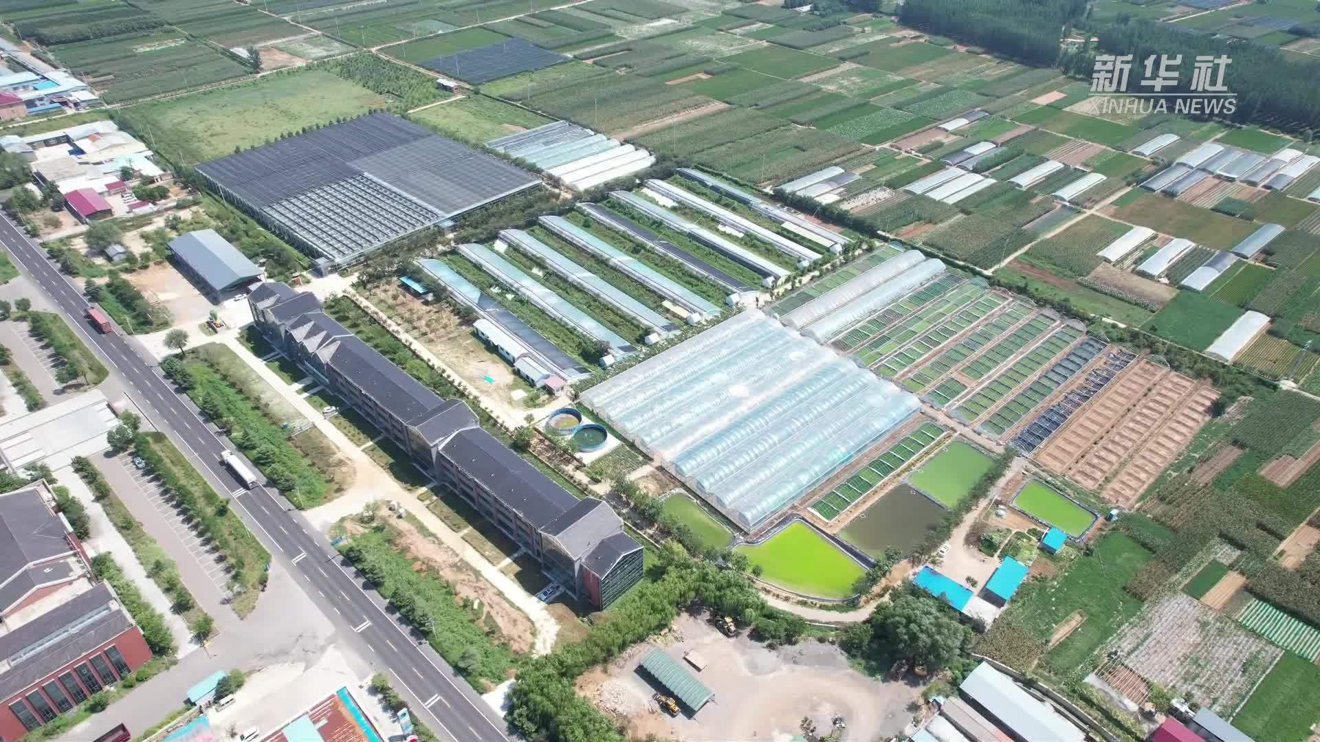千城百县看中国｜山东沂南：多彩金鱼闯出致富新门路