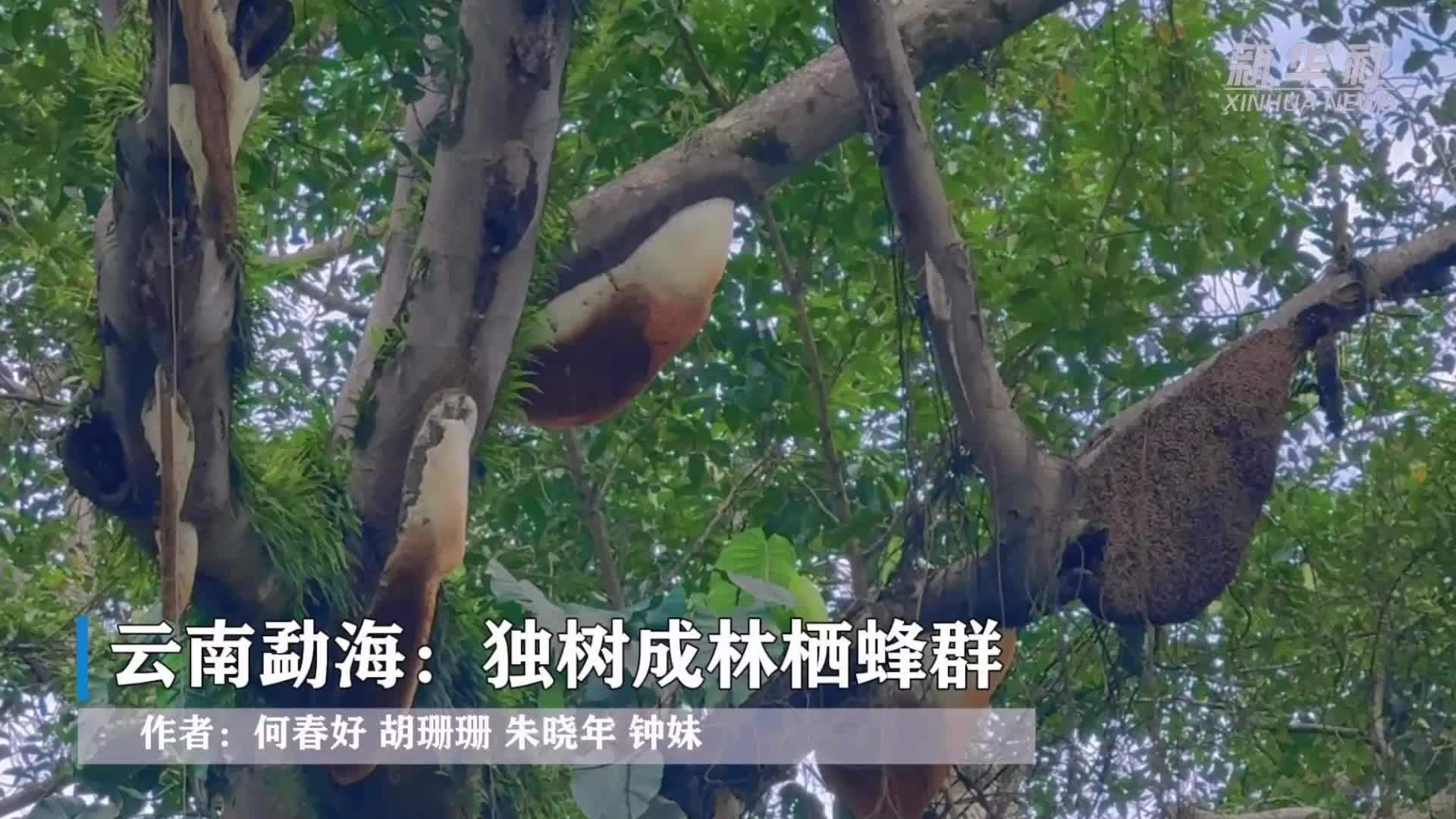 云南勐海：独树成林栖蜂群