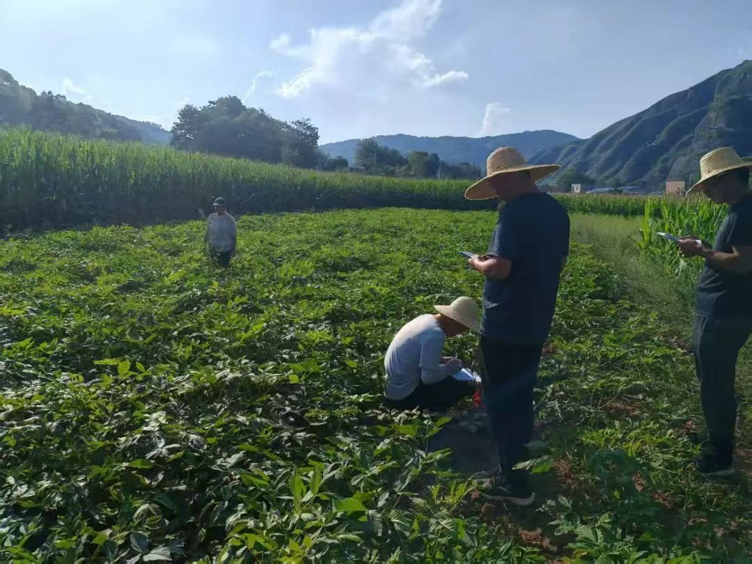 甘肃华亭严把药材验收关 惠农资金精准滴灌