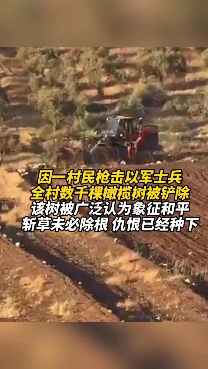 因一村民枪击以军士兵，全村数千棵橄榄树被铲除，该树被广泛认为象征和平