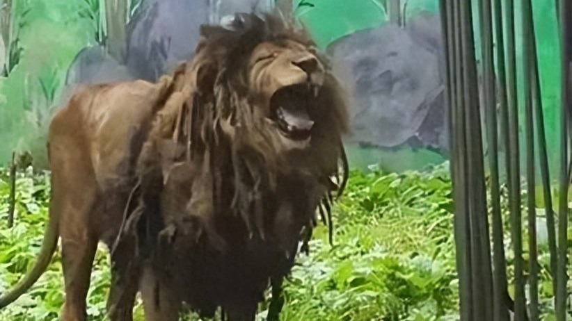 浆狮、乞丐狮、邋遢狮……狮子一头脏辫走红，动物园：日常会冲洗，但它爱滚沙浴，脾气还大