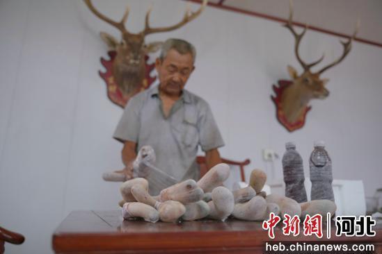图为任丘市吕公堡一养殖场，养殖户正在打包鹿茸。 韩慧峰 摄
