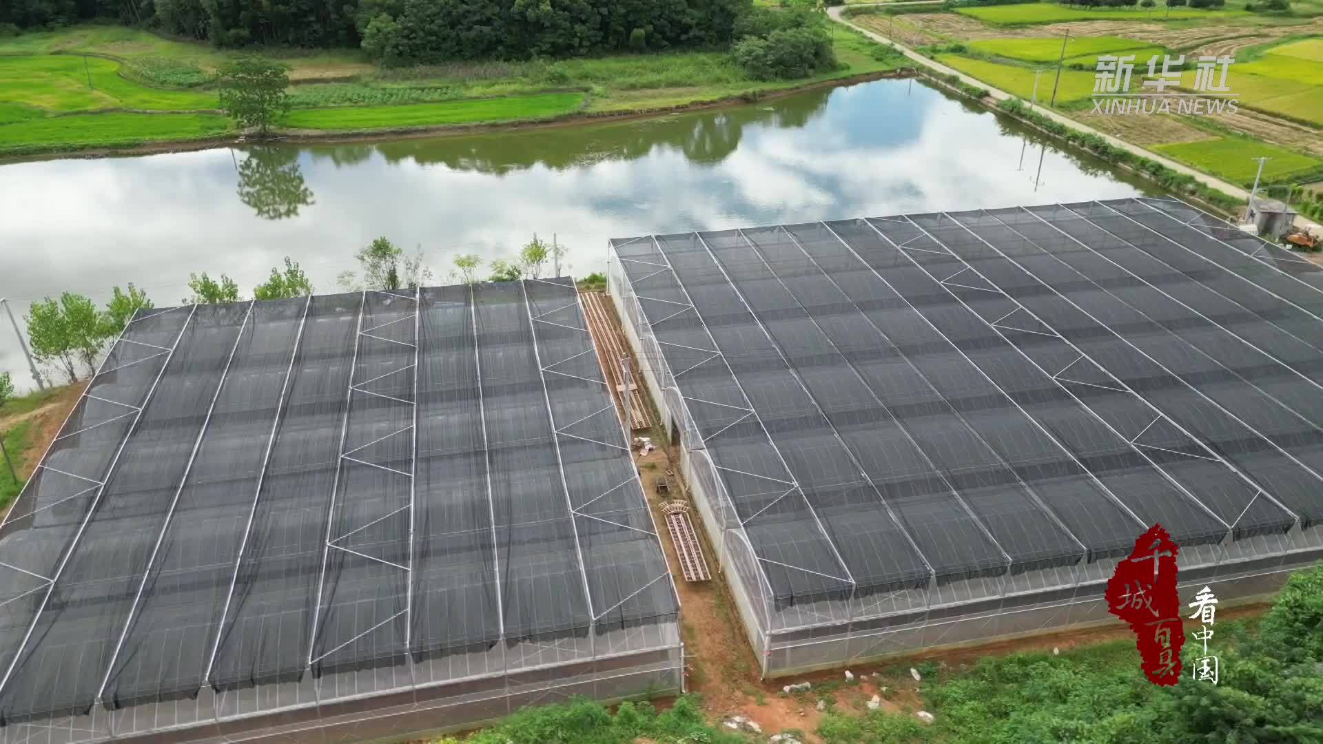 千城百县看中国｜湖南祁阳：秋延辣椒“接棒”填补大棚“空窗期”