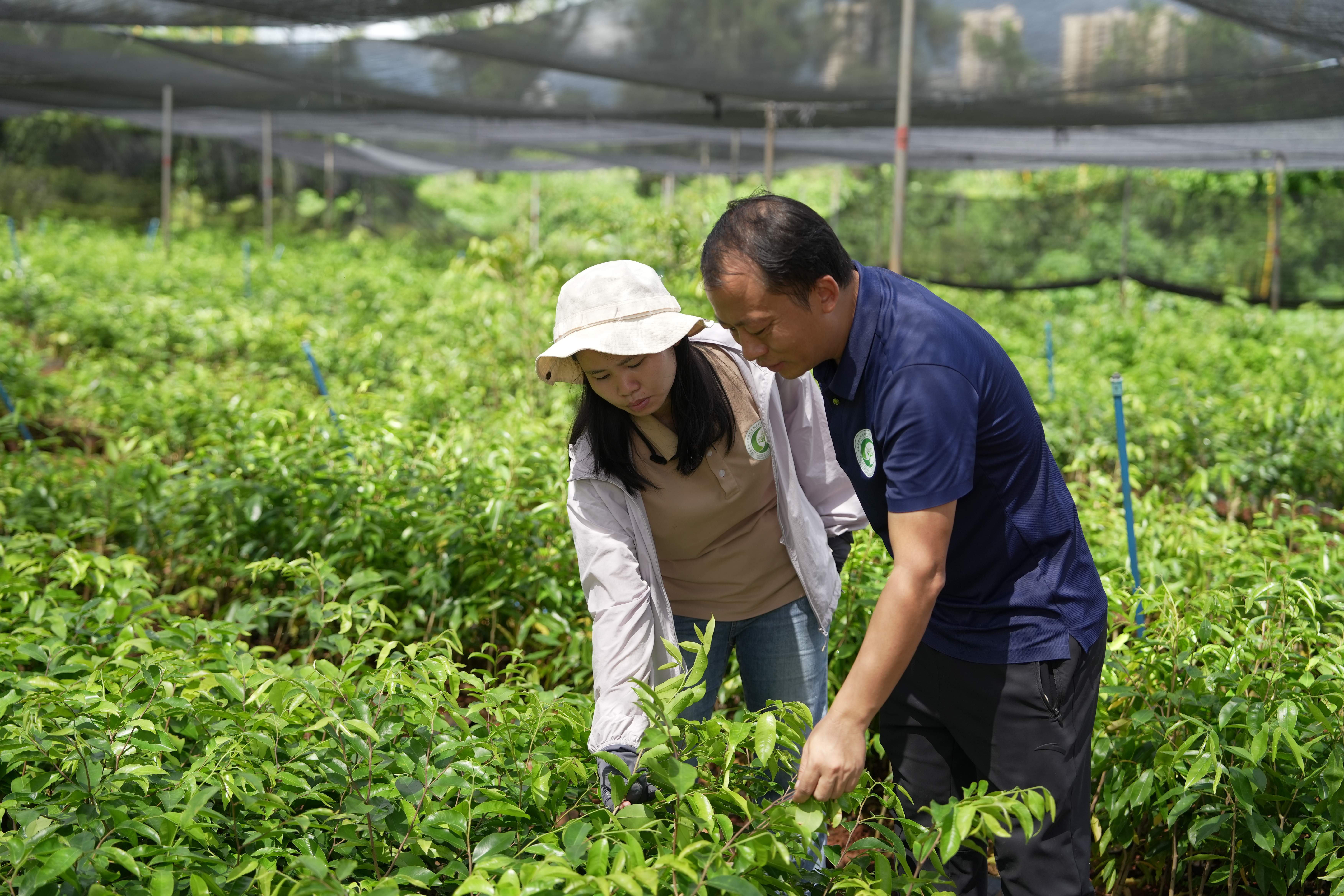 海南省林科院工作人员对试验苗圃里的沉香苗木生长情况实时监测中