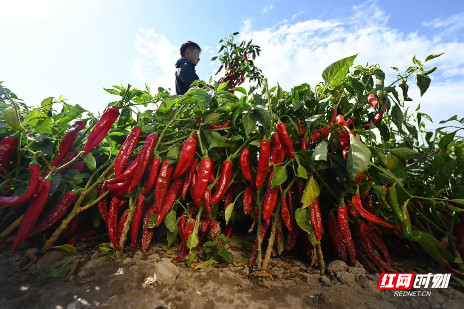 山椒是什么样子的 B610530968D0BD2D685C1D5041AD78255352E4E4_size1137_w930_h620.png