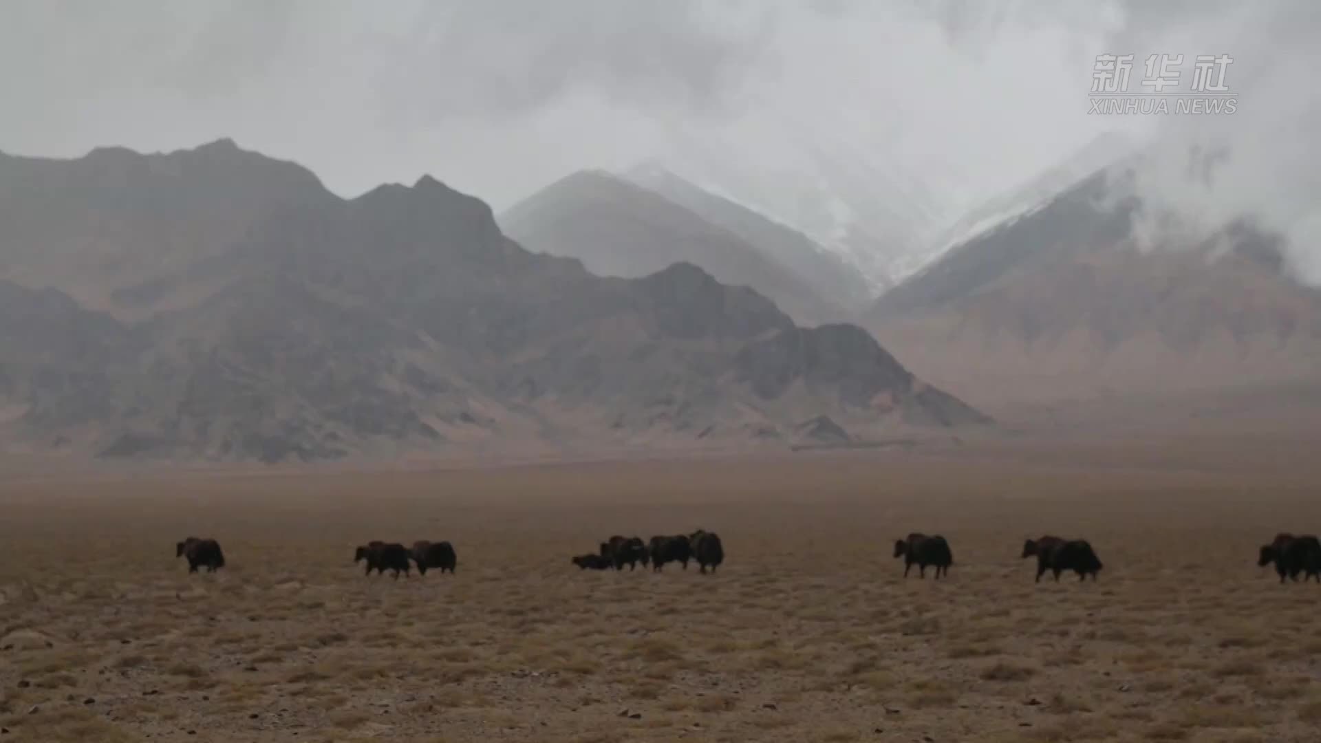 新疆阿尔金山：野生动物带崽出游