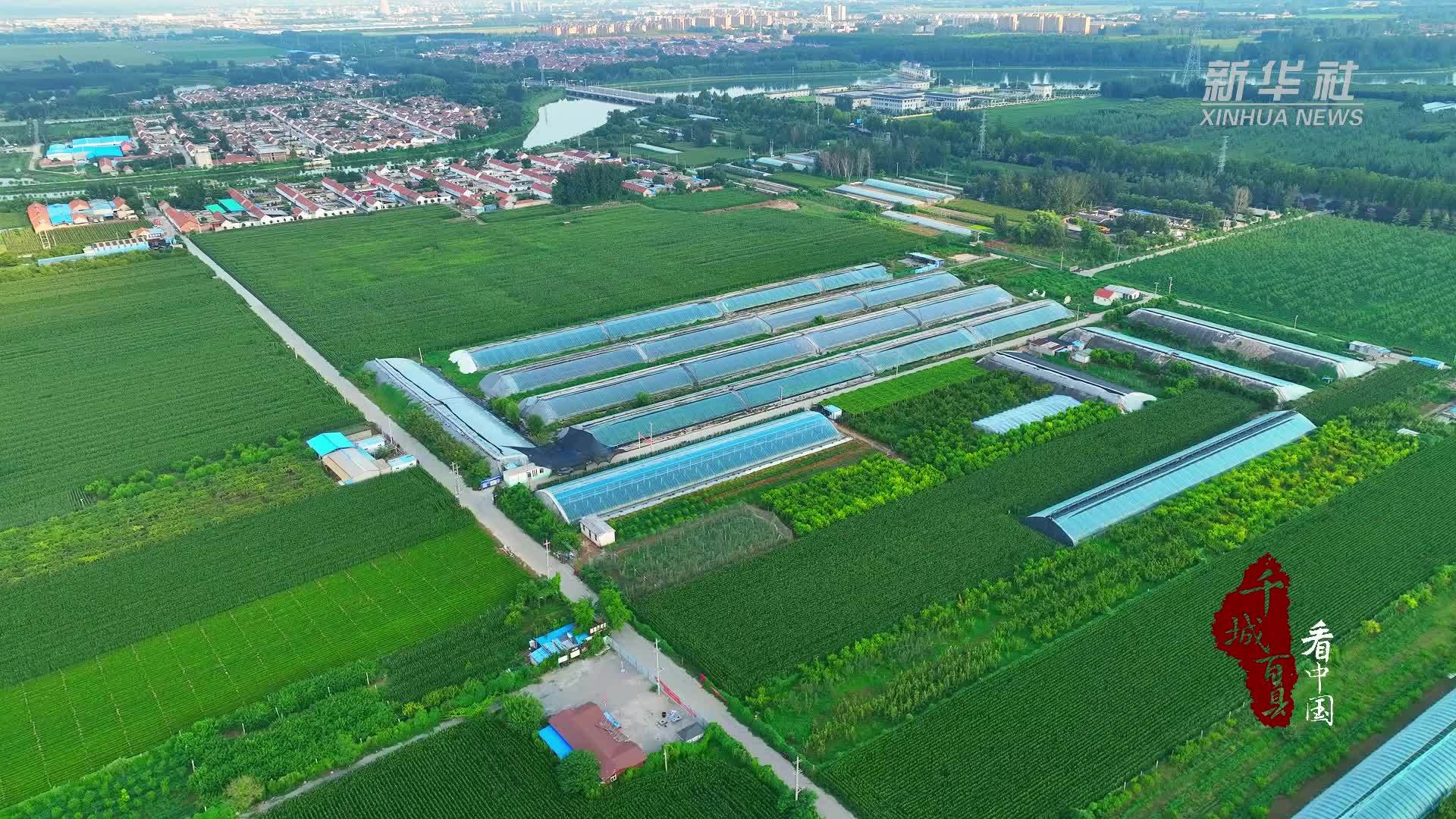 千城百县看中国｜山东广饶：“阳光玫瑰”香满园