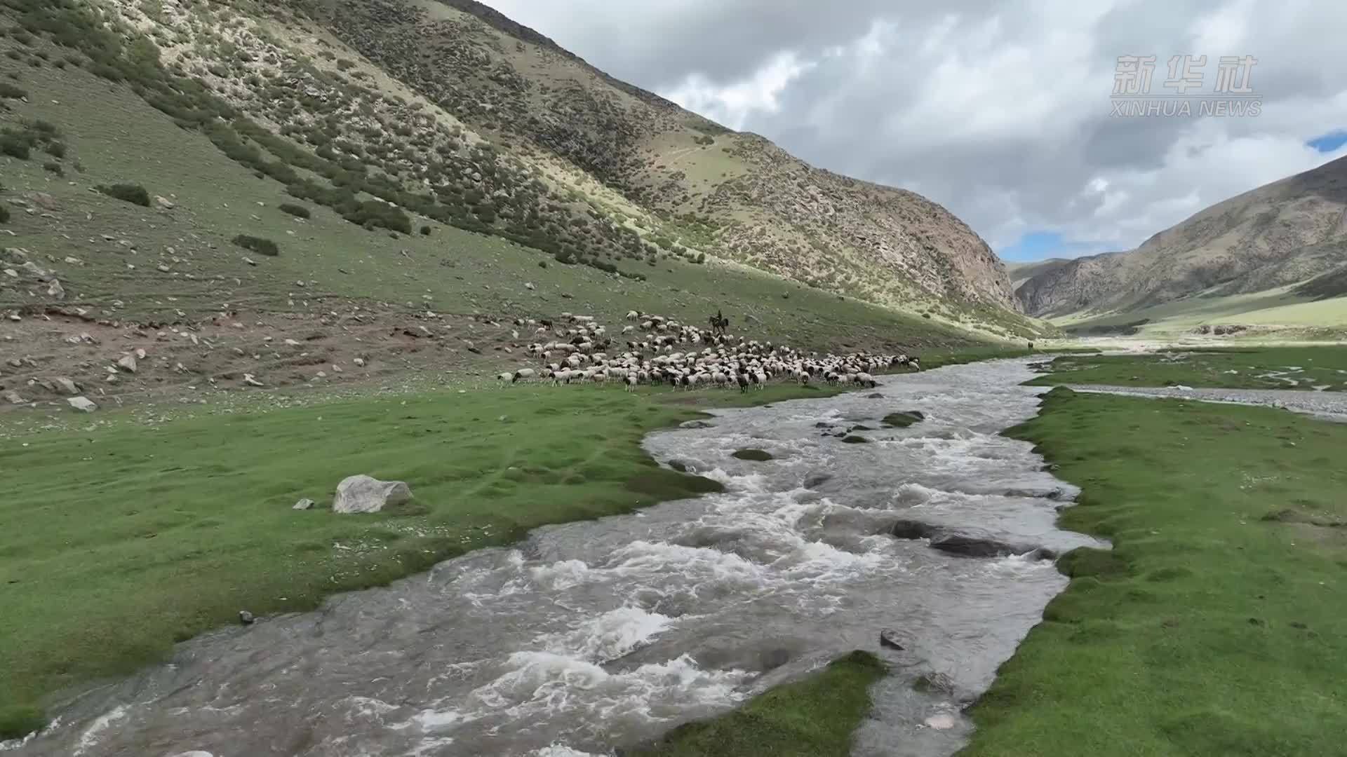 翻山岭 蹚河流 新疆和硕县15万头(只)牲畜开始秋季转场