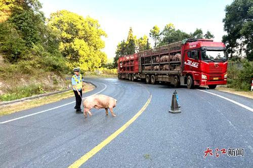 民警驱赶路面上的生猪（图片均来自警方）