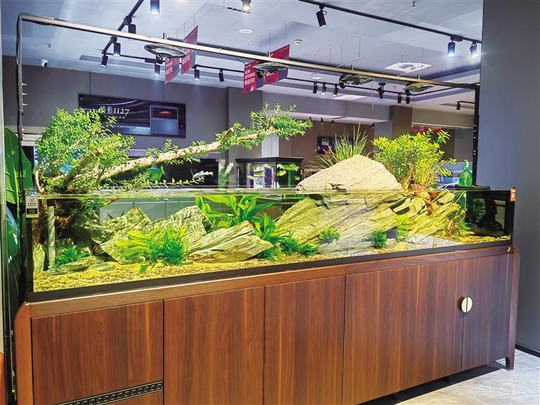 “原生态”主题鱼缸造景