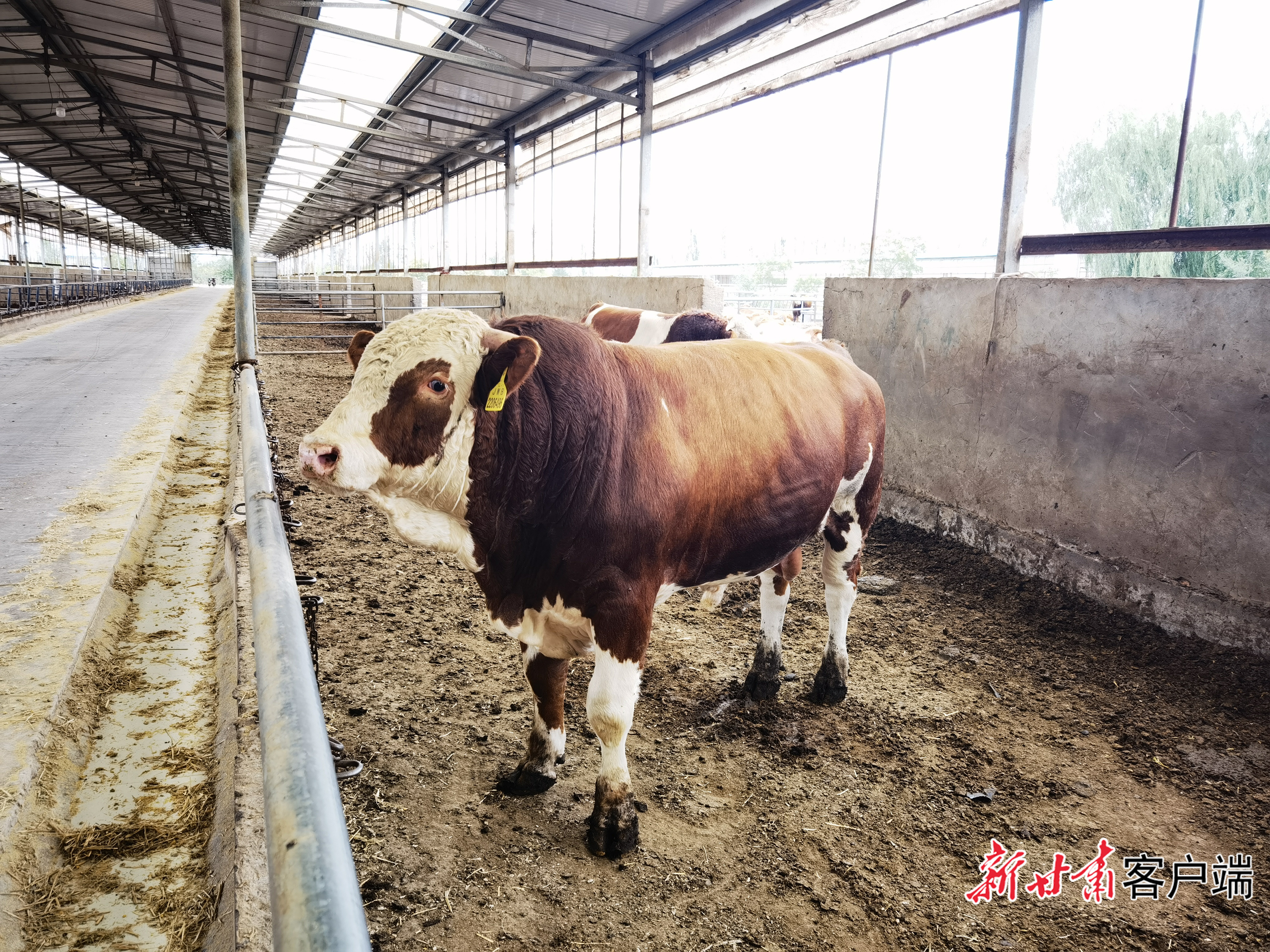 膘满健壮的肉牛