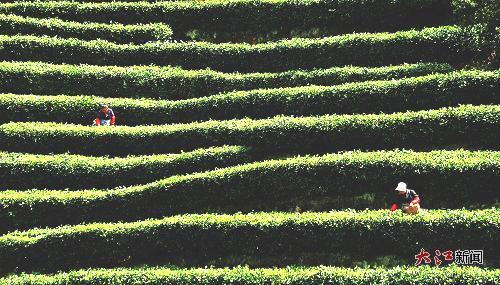 遂川茶园（网络图）