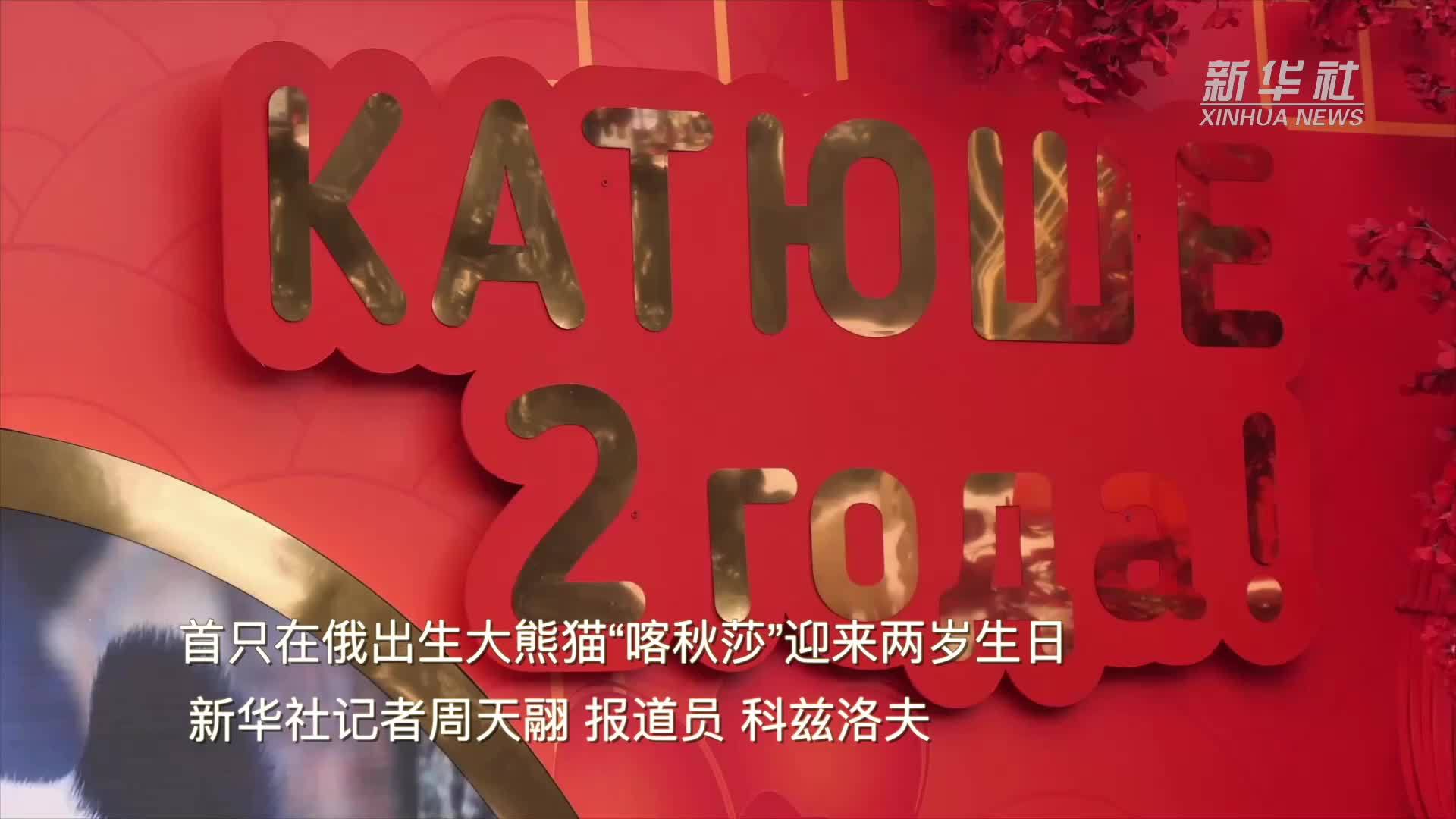 首只在俄出生大熊猫“喀秋莎”迎来两岁生日