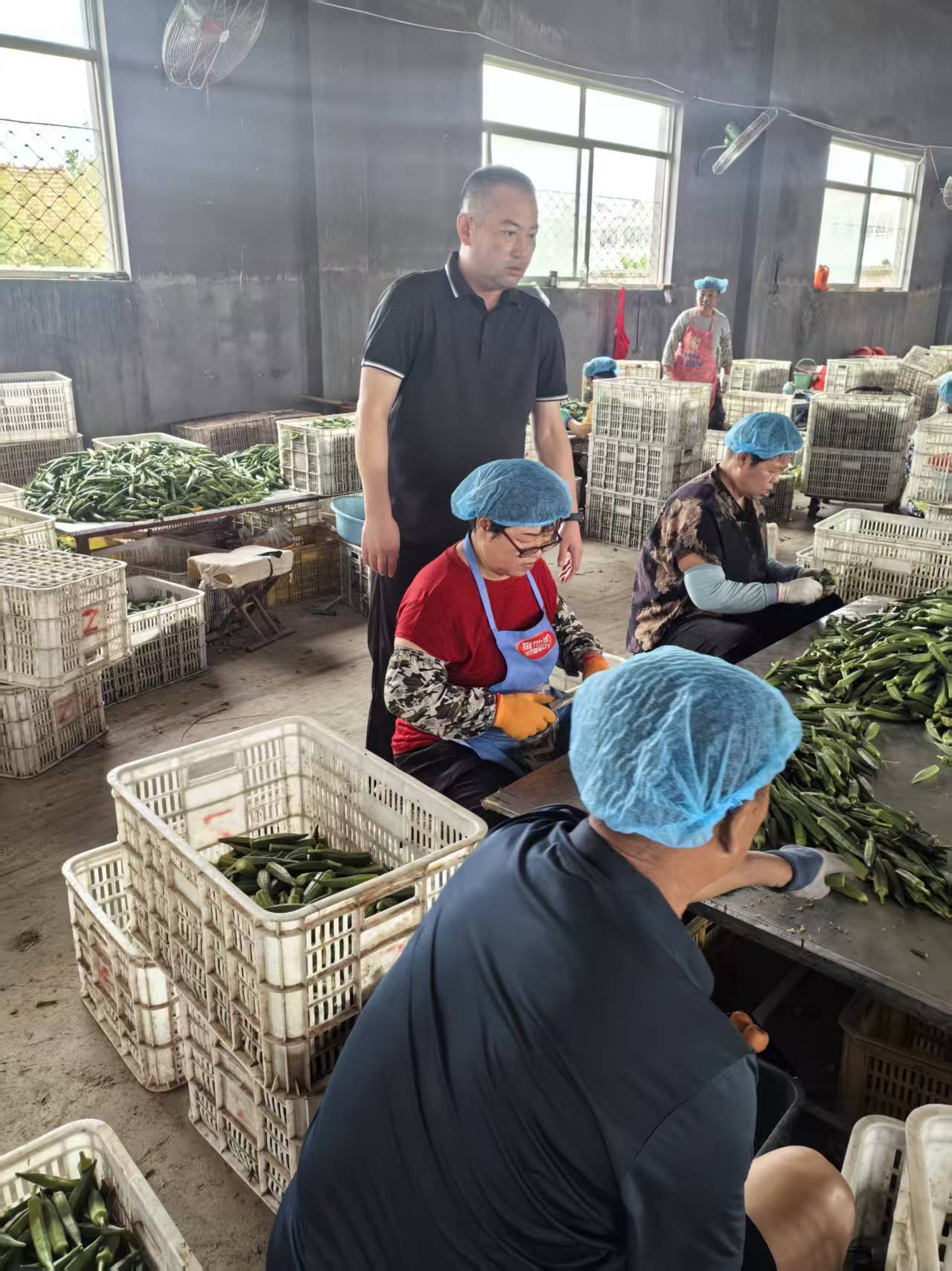 青岛乡里乡亲｜左旭君：以秋葵种植技艺绘就强村富民新图景