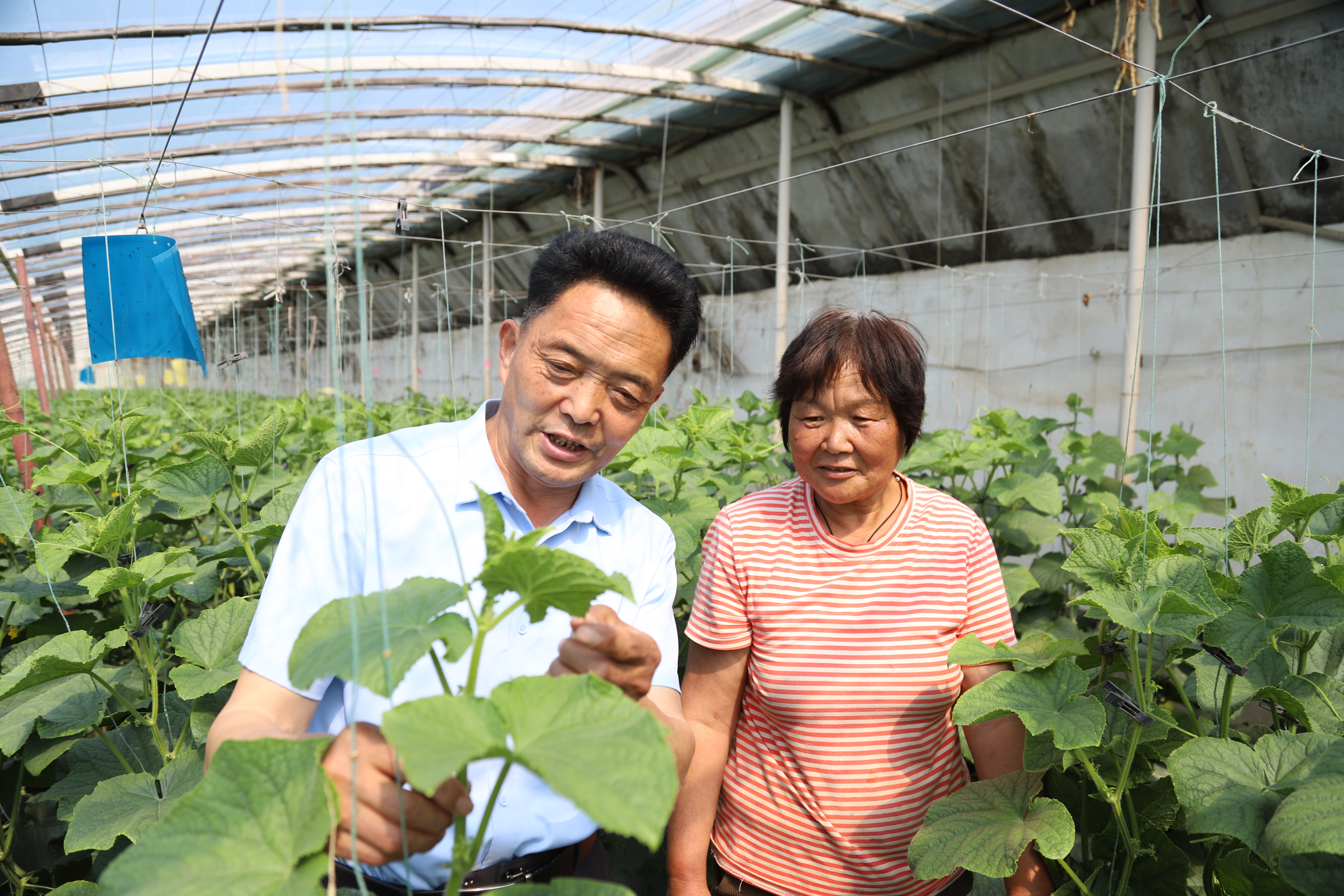 青岛乡里乡亲|扎根田野三十载 用脚步丈量土地 王伦世:农技大师的科技兴农之路