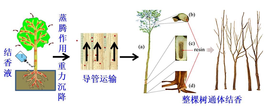 破解发展技术瓶颈，复兴千亿沉香产业——药植所海南分所科研赋能中国沉香大健康产业发展