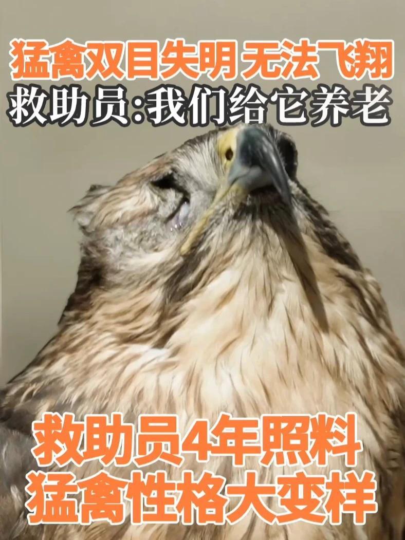 猛禽双目失明无法飞翔，应激情绪激烈，救助员4年照料猛禽性格大变样#我们和它们