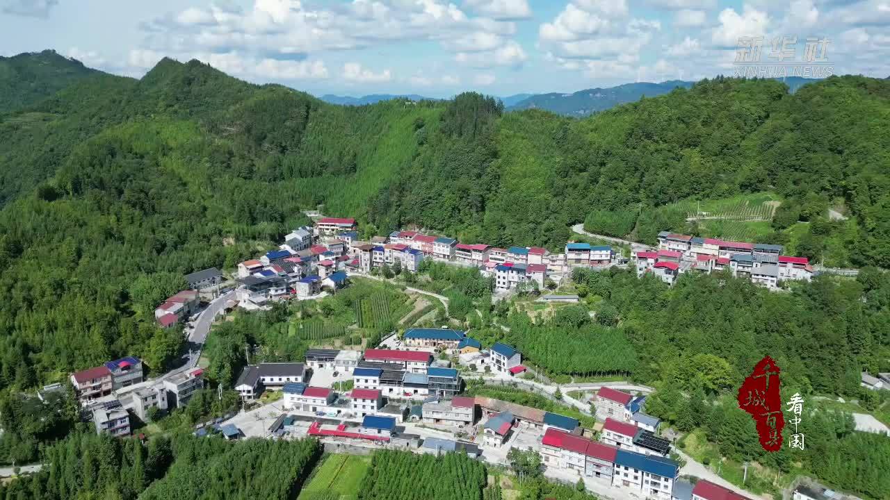 千城百县看中国｜湖北建始：初秋“金果”飘香