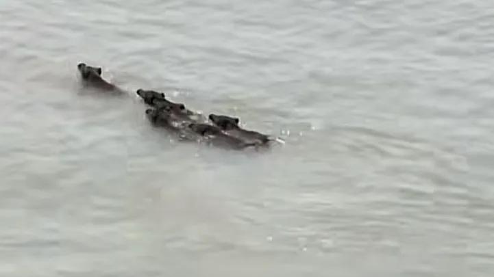 “南京土著”再上名场面！网友拍到6只野猪横渡长江，排列整齐，路线丝滑