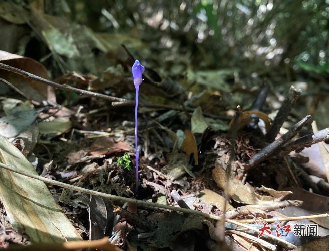 纖草 圖片來源：江西井岡山國家級自然保護(hù)區(qū)