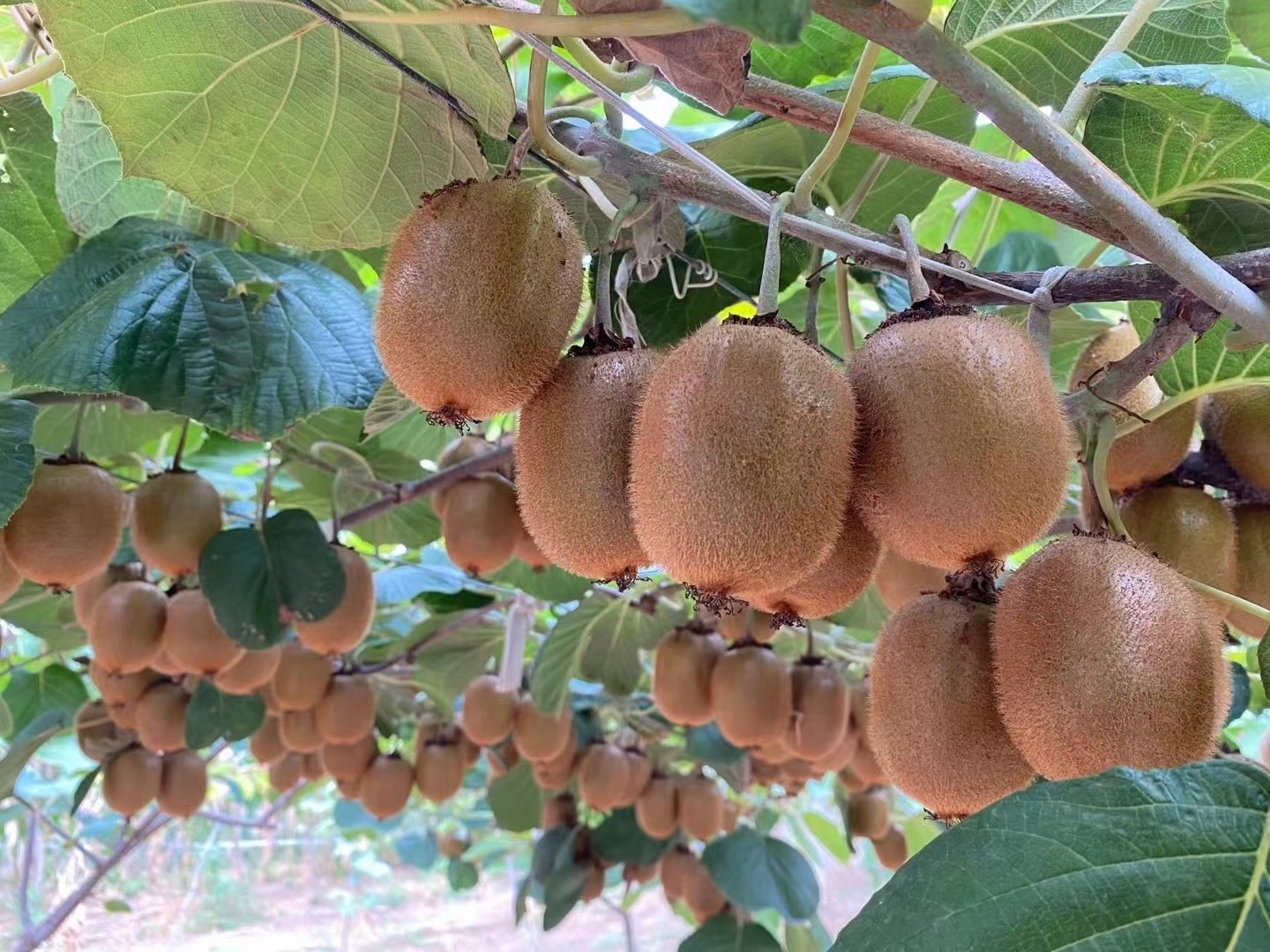 第三届中国猕猴桃博览会暨第十四届猕猴桃产业发展大会在眉县召开