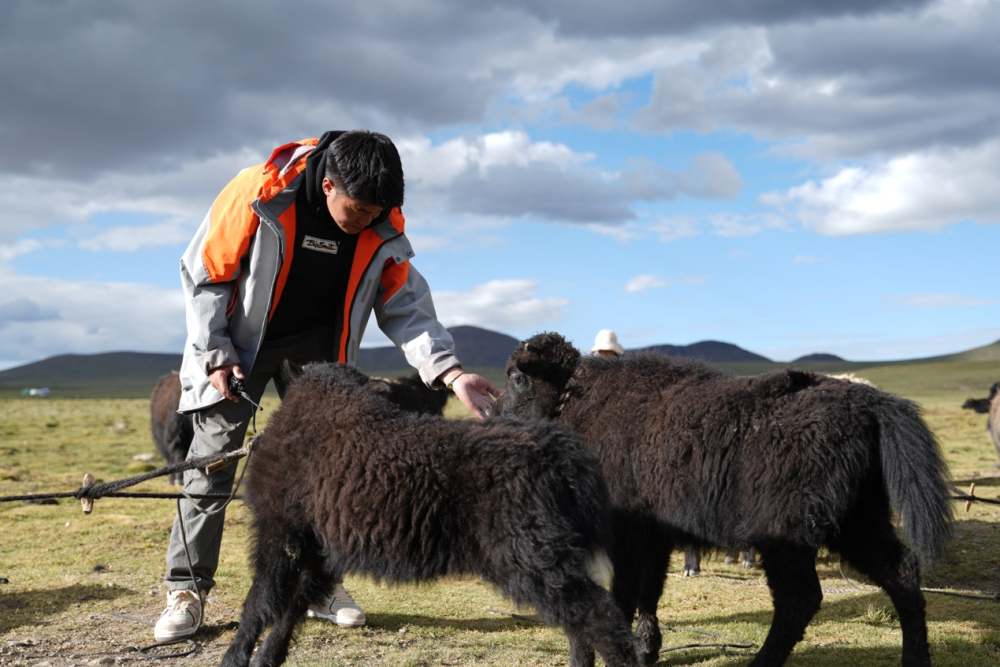 从深圳“拓荒牛”到西藏“牦牛险”:特区精神跨越山海,普惠温度守护高原