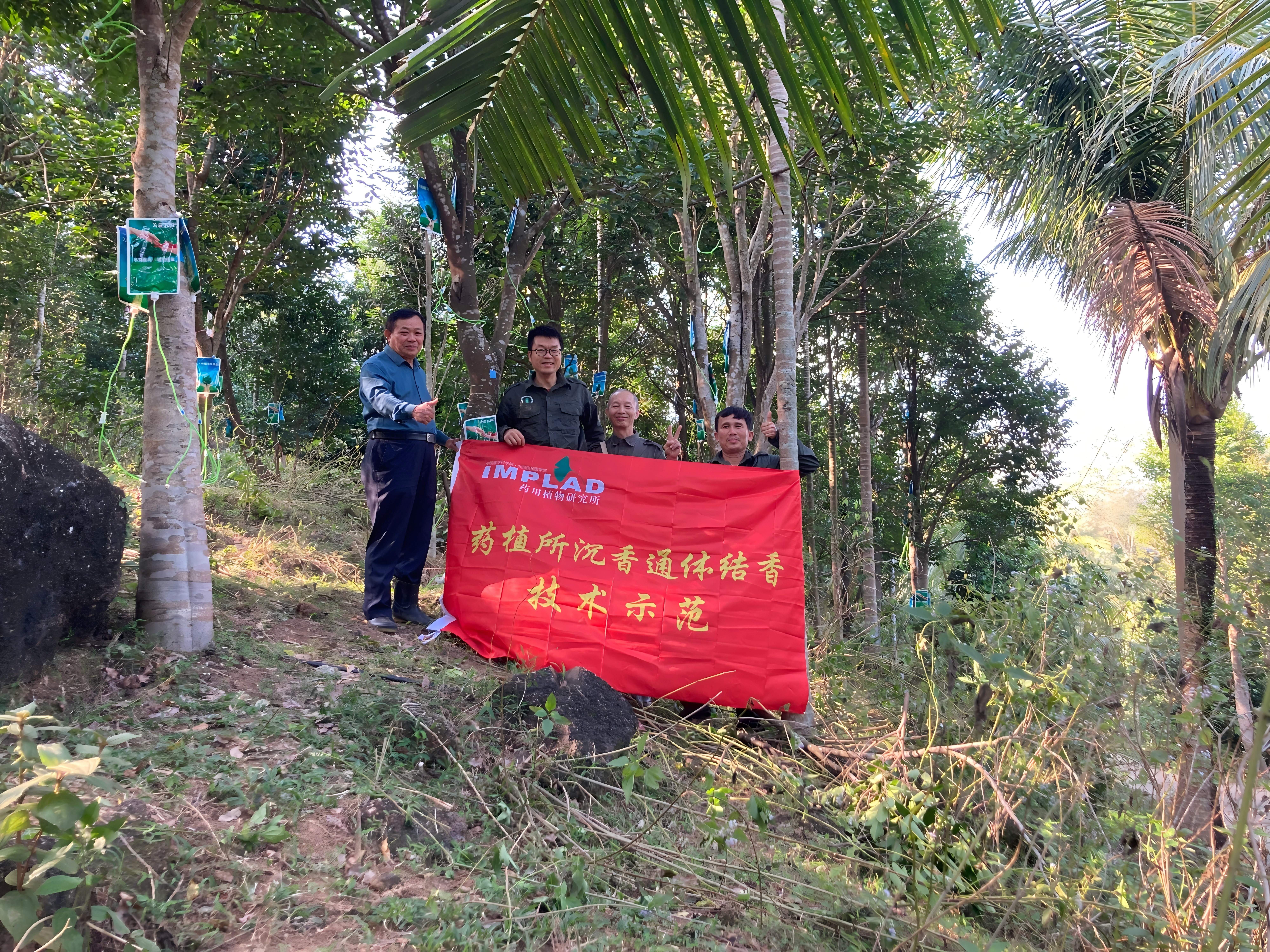 破解发展技术瓶颈，复兴千亿沉香产业——药植所海南分所科研赋能中国沉香大健康产业发展