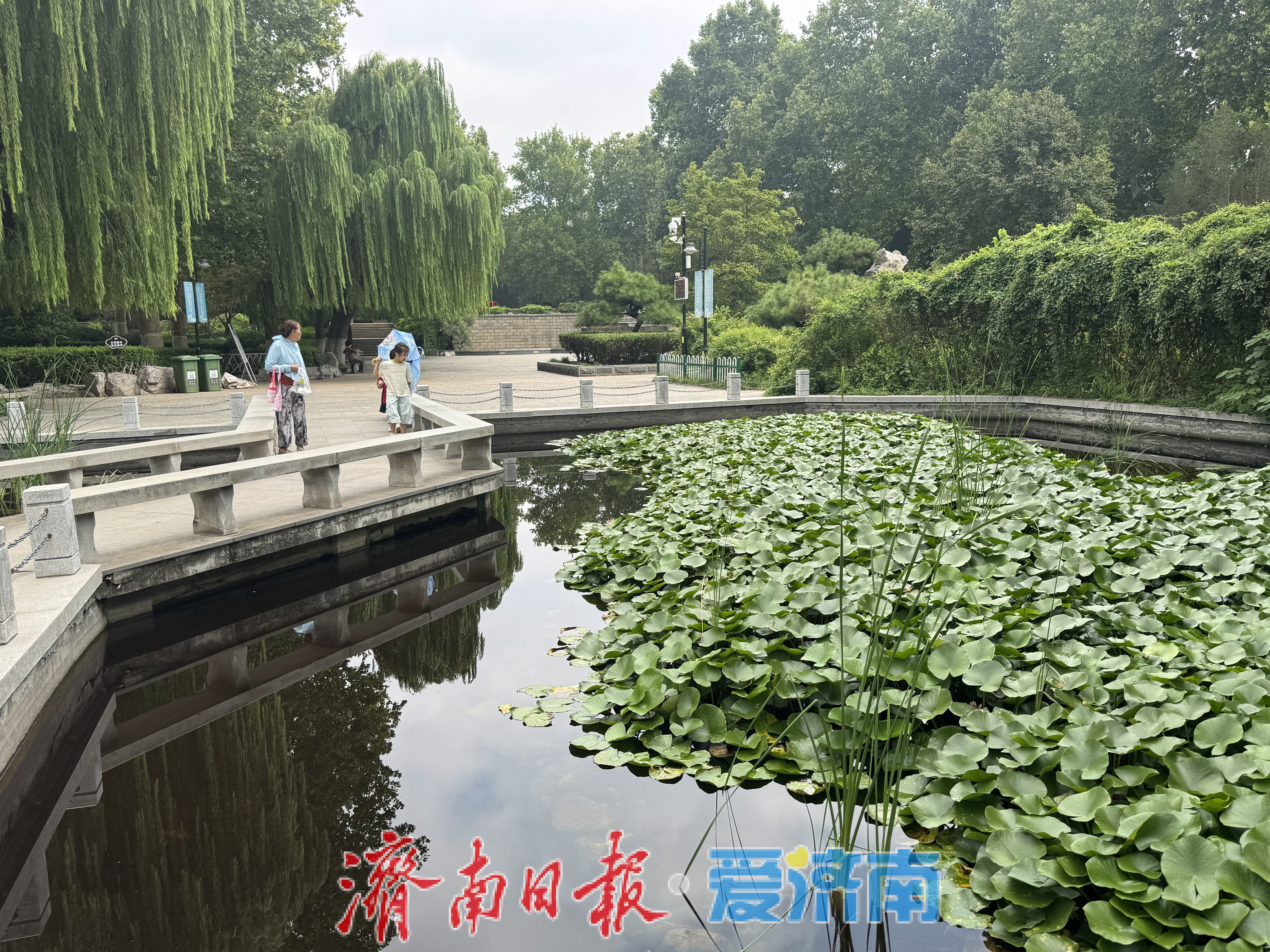 一年四季 泉在济南丨初秋泉城添雅趣 百花公园莲正开