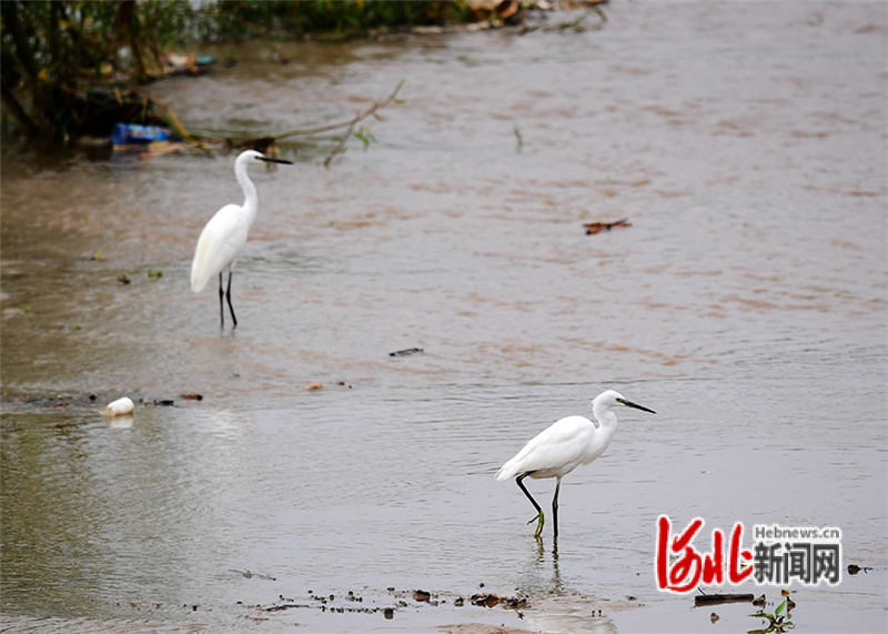 8月29日，一对白鹭在河北省张家口市怀来县官厅水库国家湿地公园栖息、觅食。