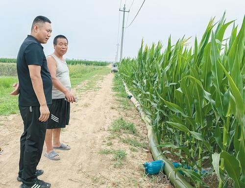 武强县西薛村村支书李欢（左）查看庄稼浇灌情况。王雅鸣摄